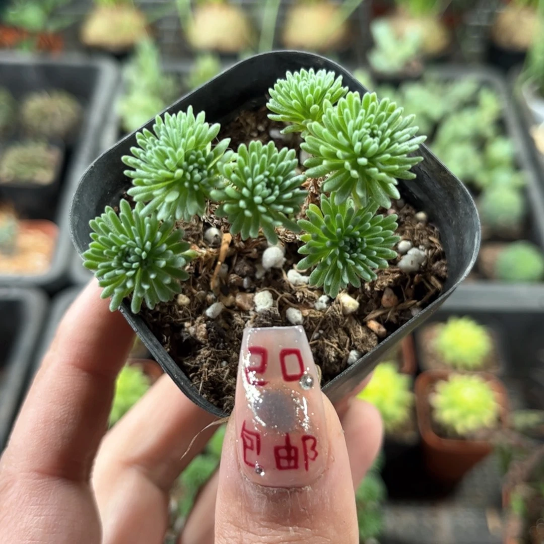 球松群生有根发货有根