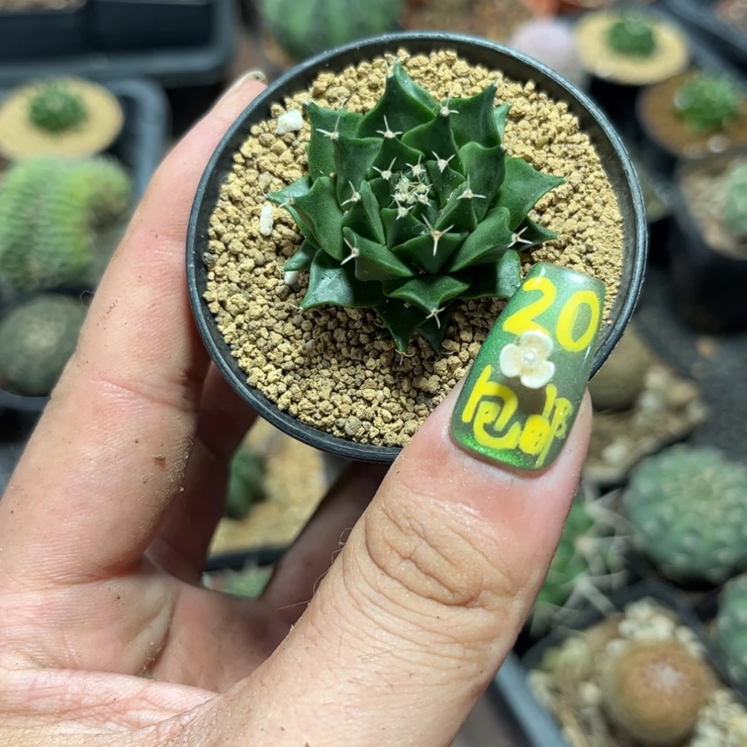 64606一物一拍帝冠