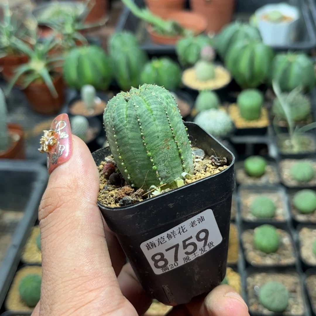 8759一物一拍布纹球