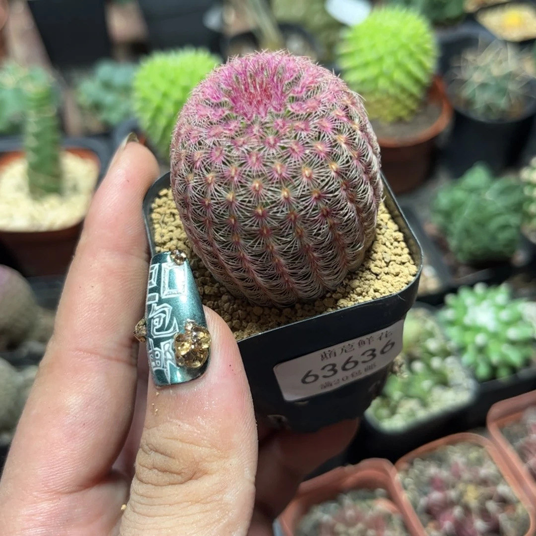 63636一物一拍红太阳