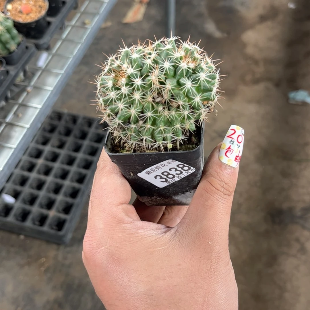 娅****⁶3838一物一拍单头发货