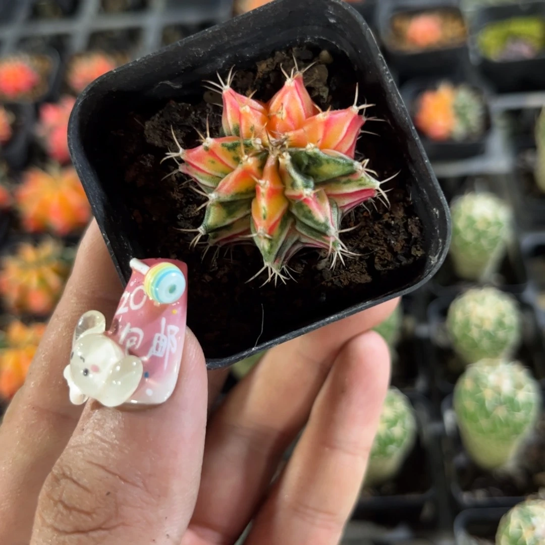 ?63186一物一拍专