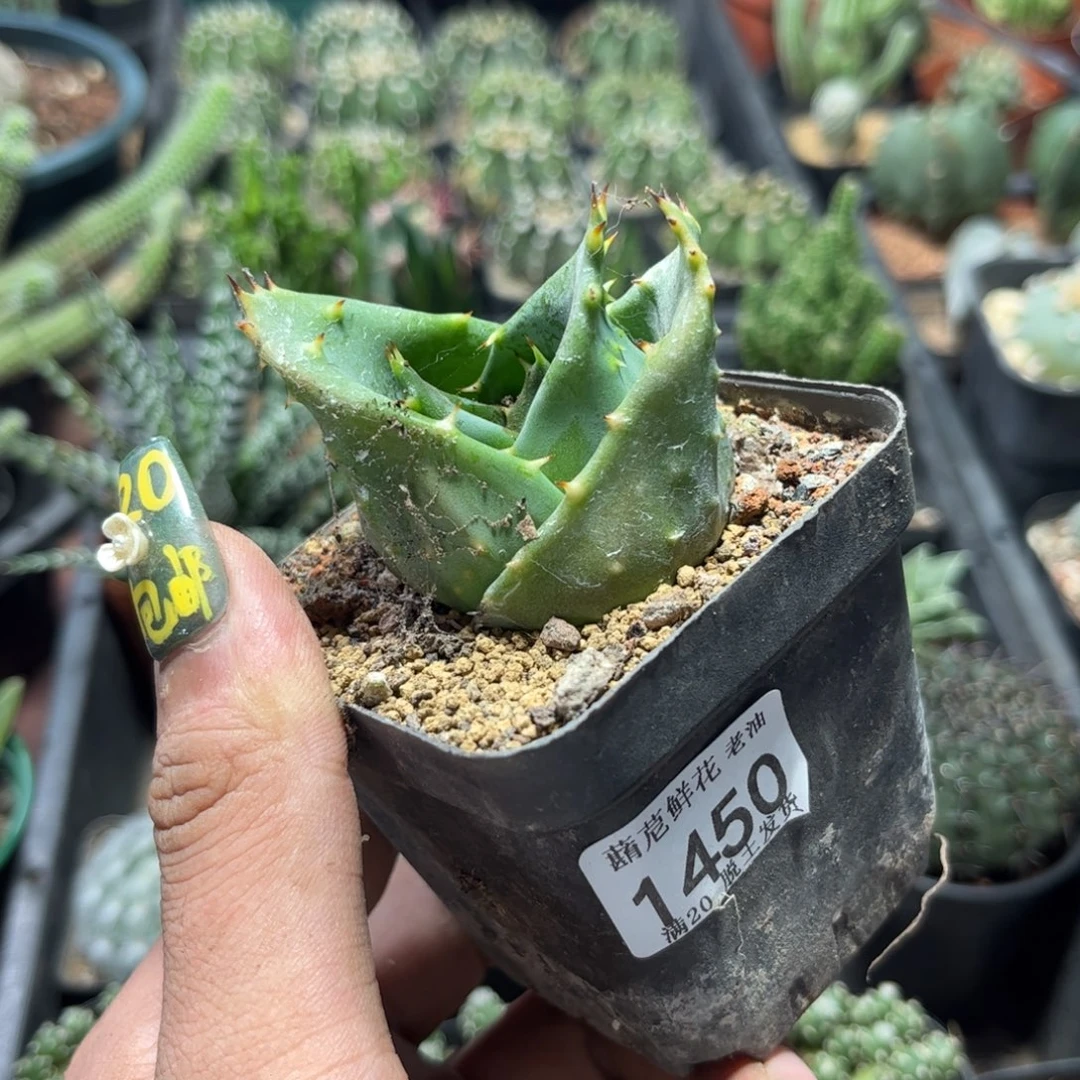 ?****?1450一物一拍单头发货