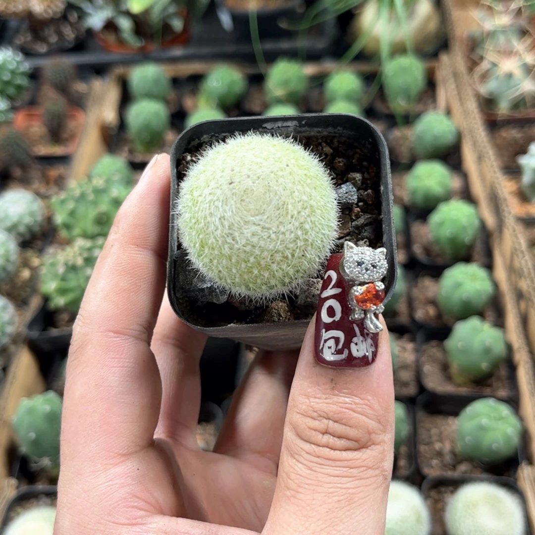 单头发货有根发货有根发货