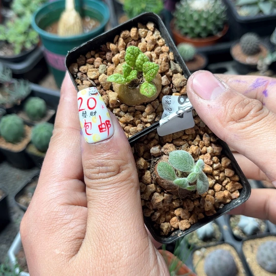 G***e4378一物一拍单头发货