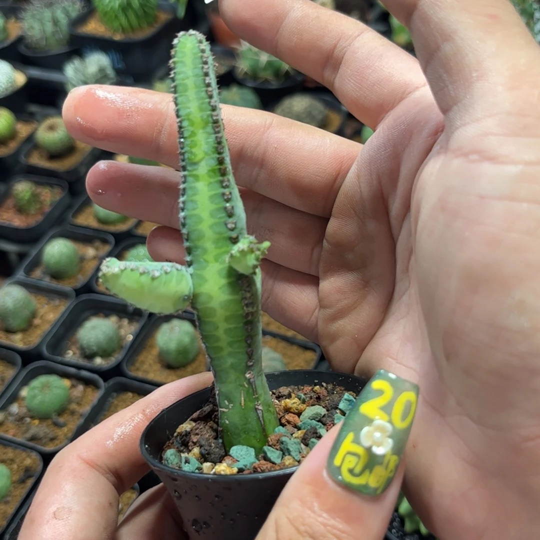 亚贝麒麟有根发货有根