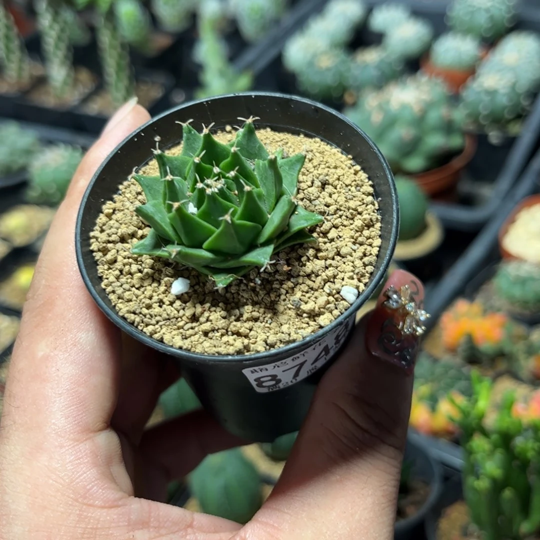 8748一物一拍帝冠