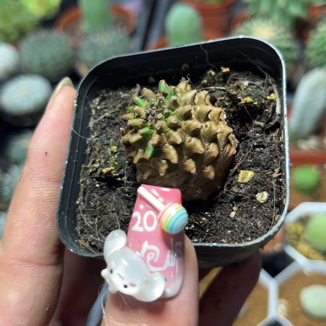 小菠萝峨眉山有根发货有根