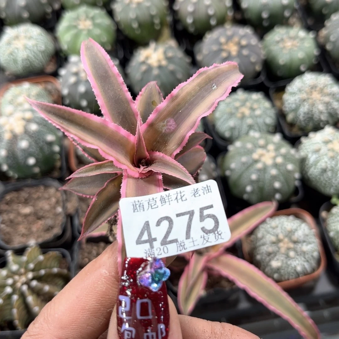 桃*4275一物一拍单头发货