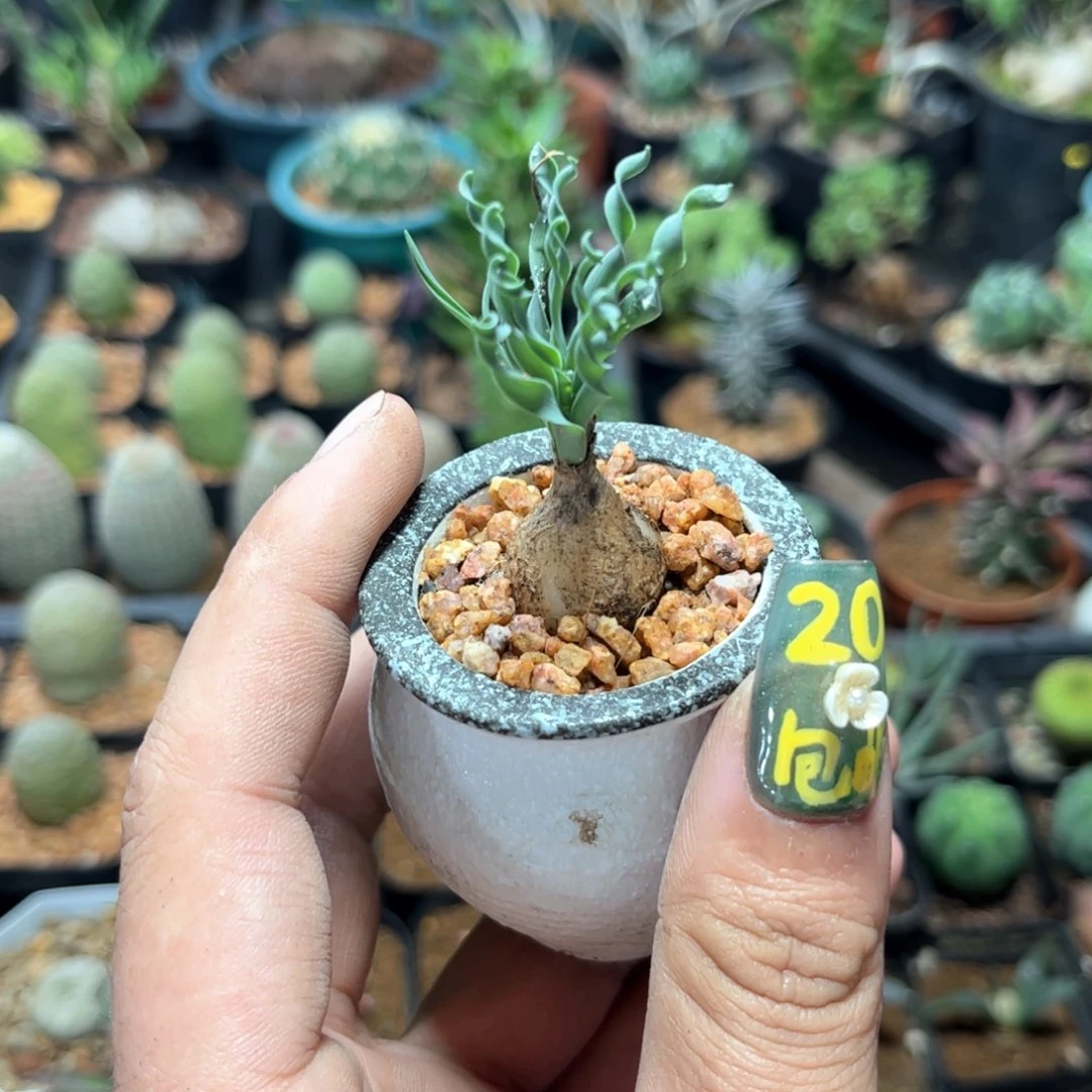 宽叶弹簧草单头发货有根