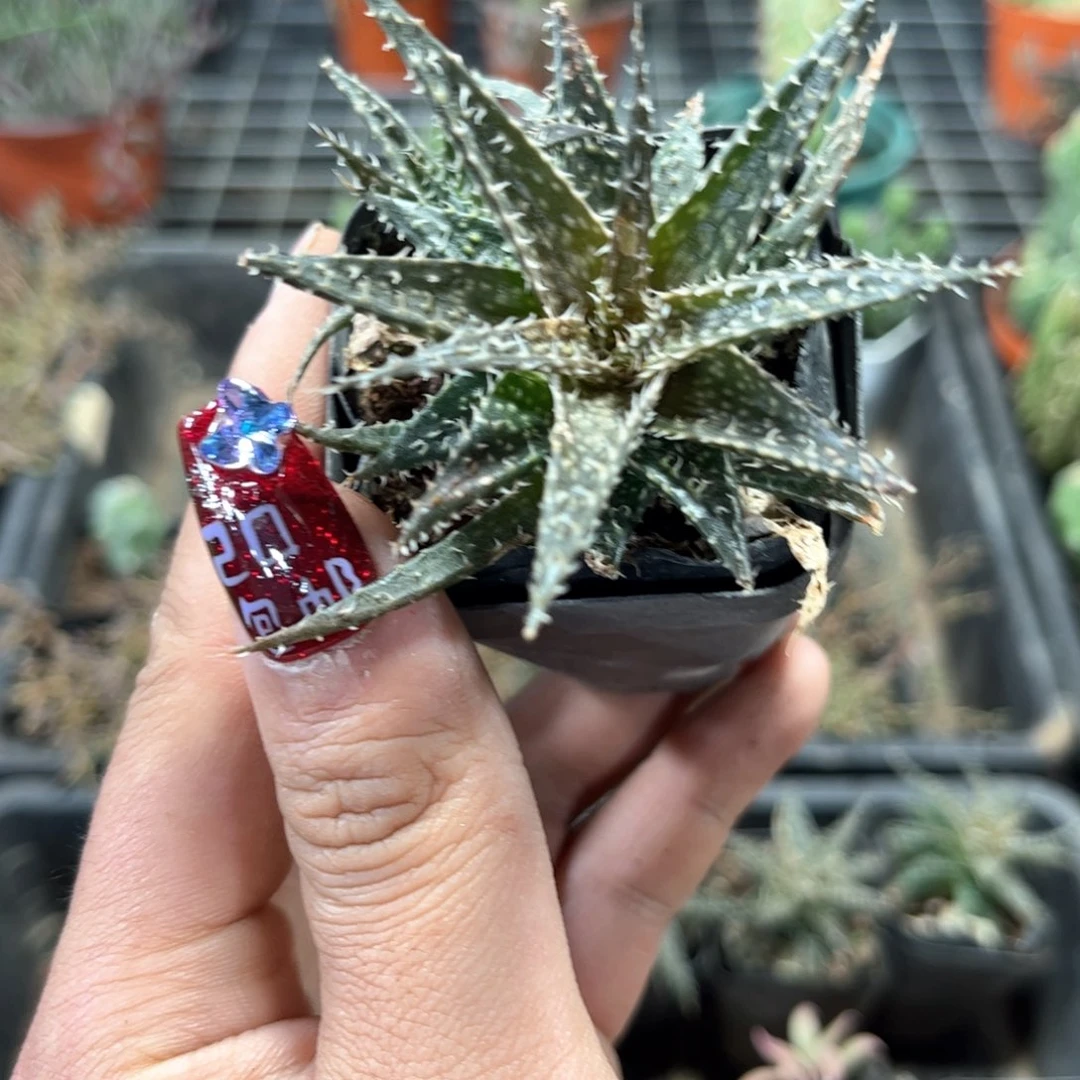 雪花芦荟单头发货有根