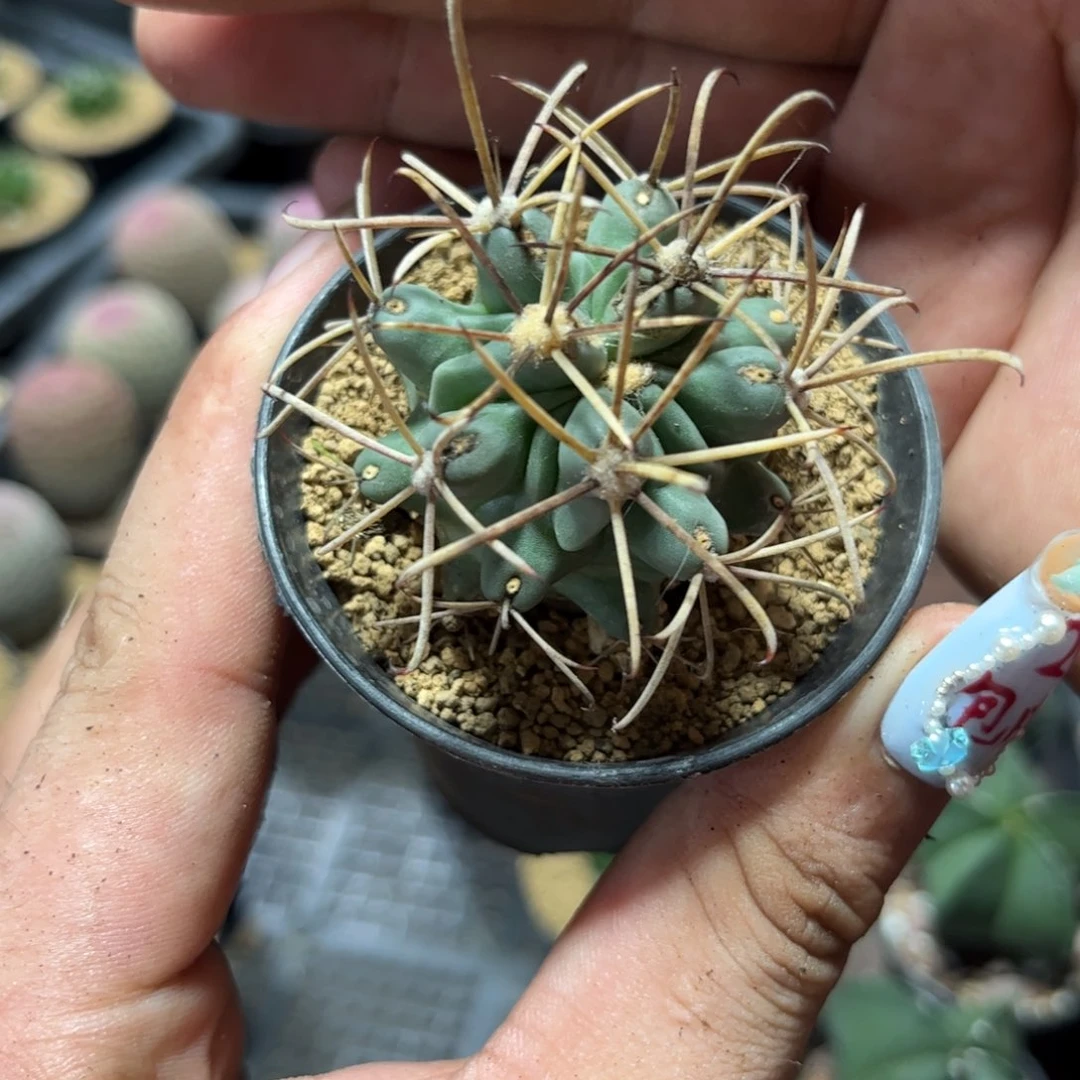 单头实生黑罗萨单头