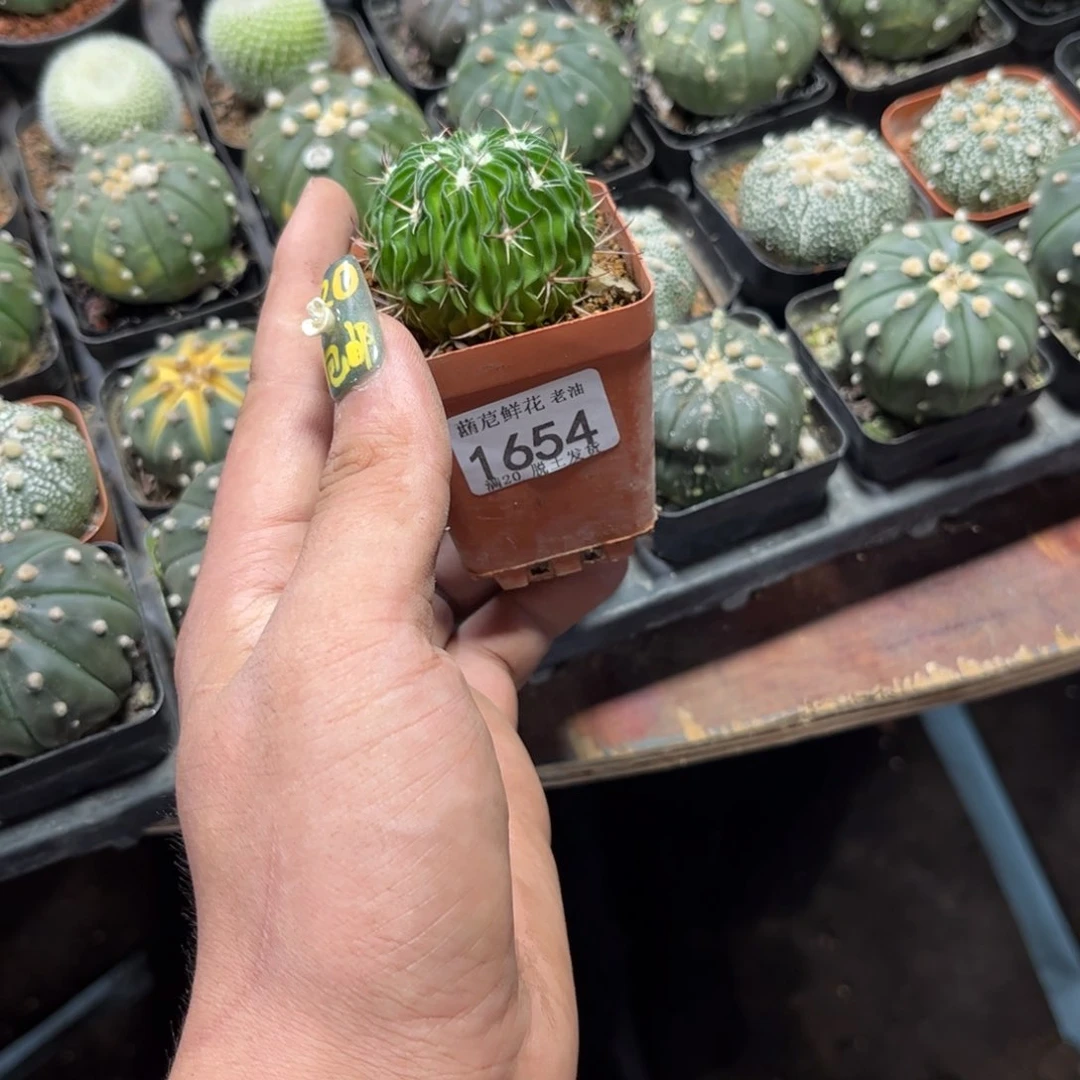 M**1654一物一拍单头发货