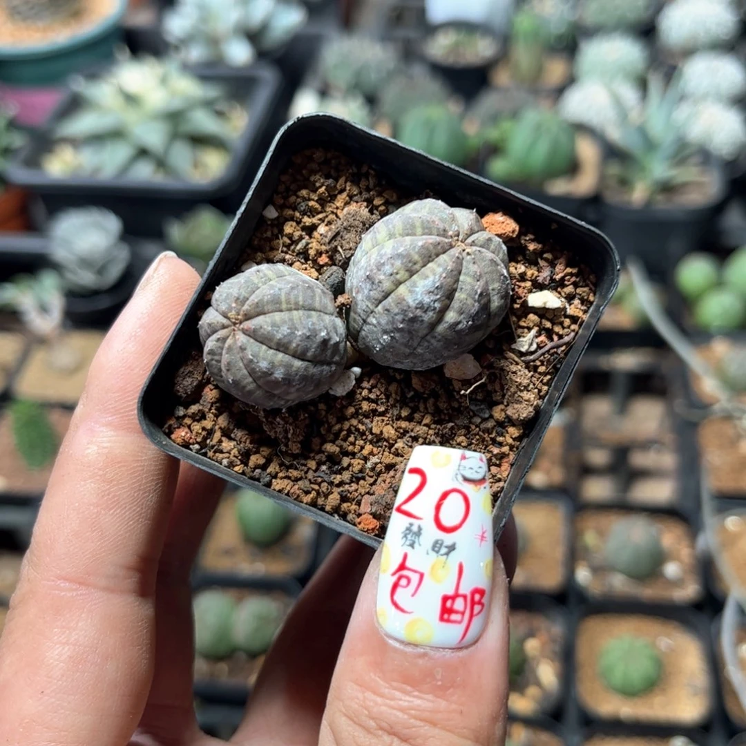 我****。4471一物一拍单头发货