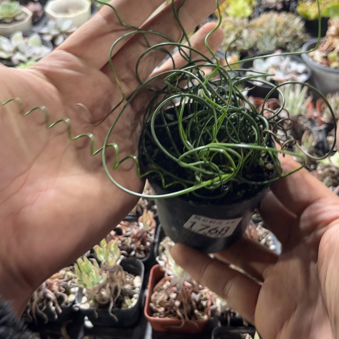 1768一物一拍单头发货