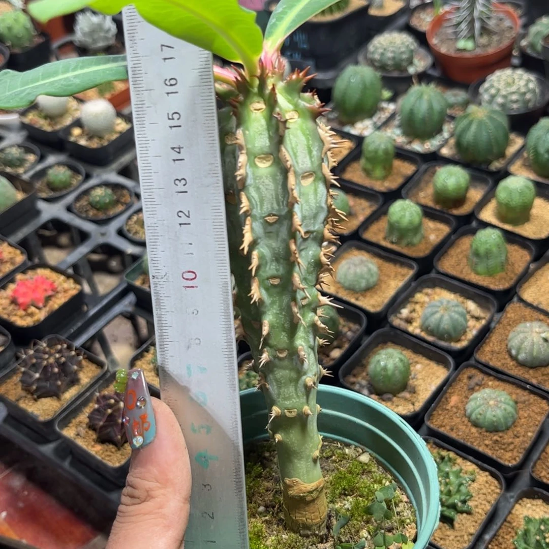 ⊙*⊙1735一物一拍单头发货有根