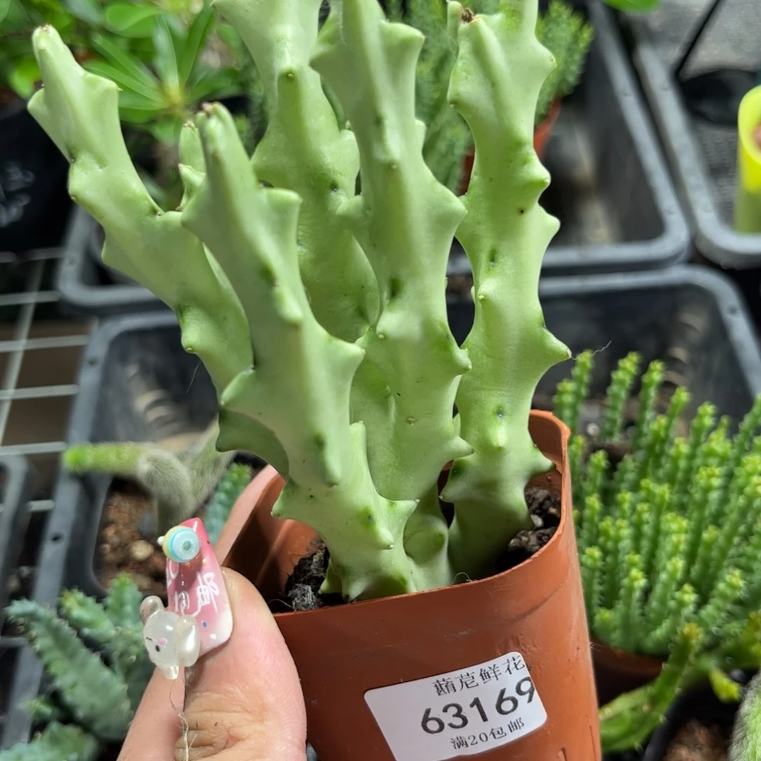 贰**、63169一物一拍专