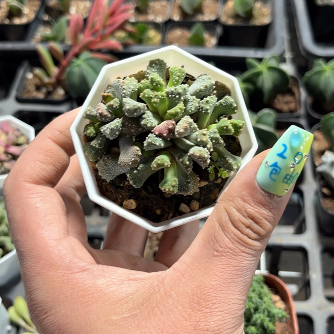 新天女群生有根发货有根