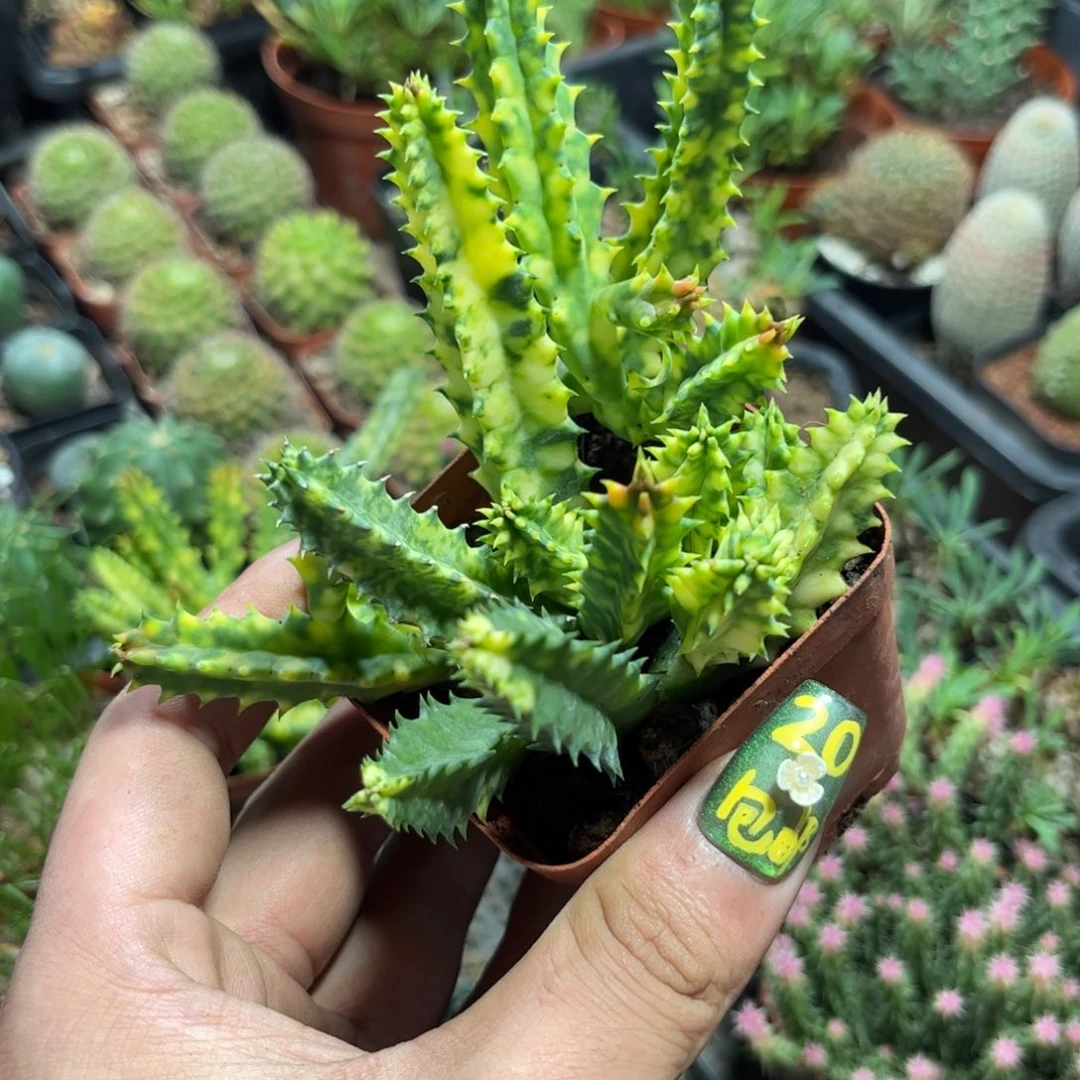 甜甜圈藦萝有根发货有根