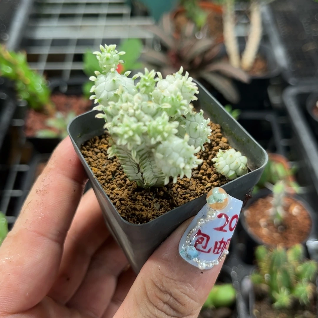 白桦麒麟有根发货有根发货