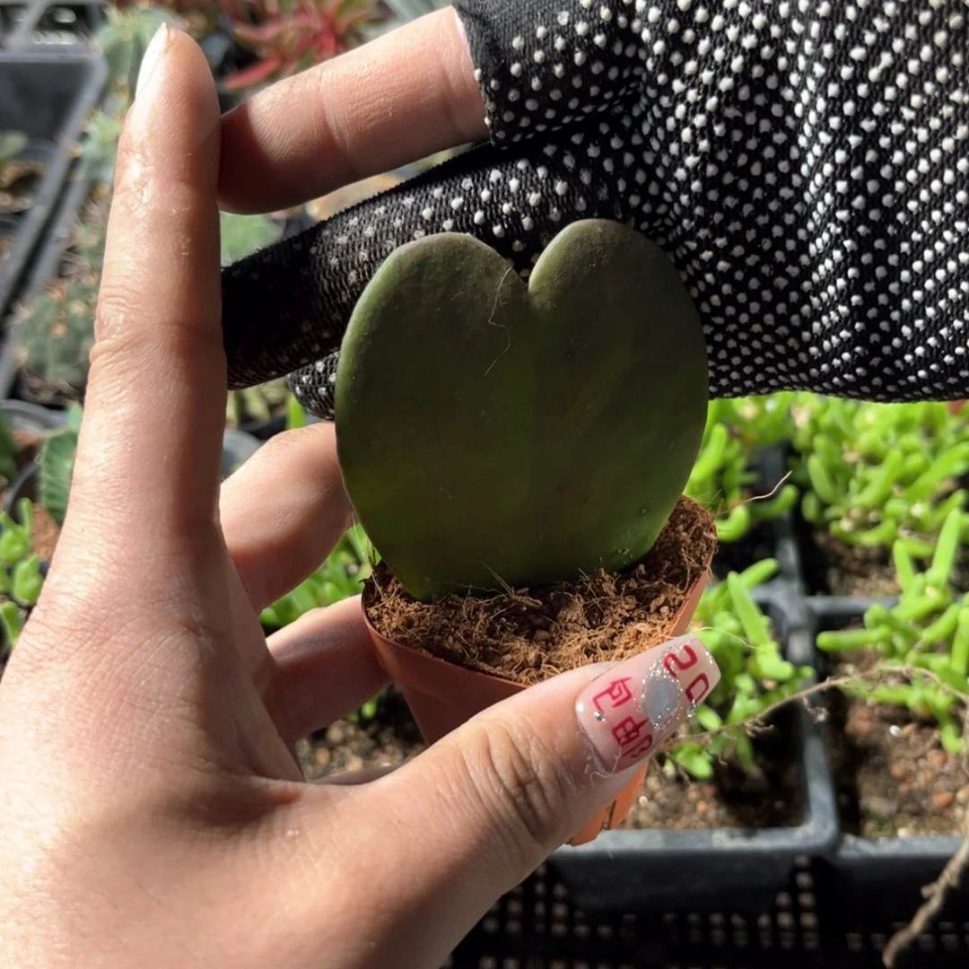 一片心单头发货有根