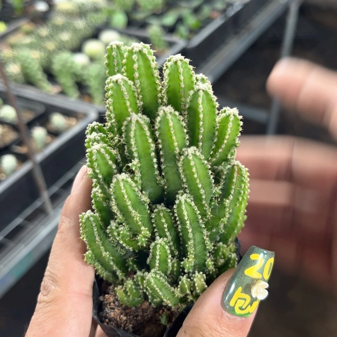 万重山单头发货有根