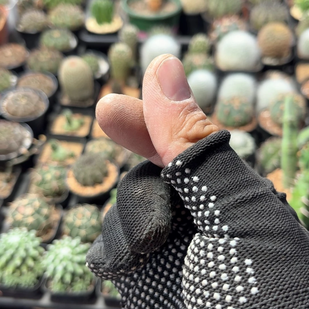 一片心重新市场拿货