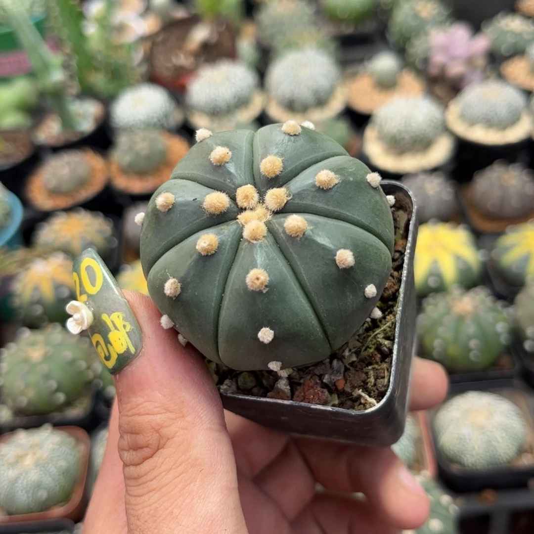 琉璃兜单头发货有根