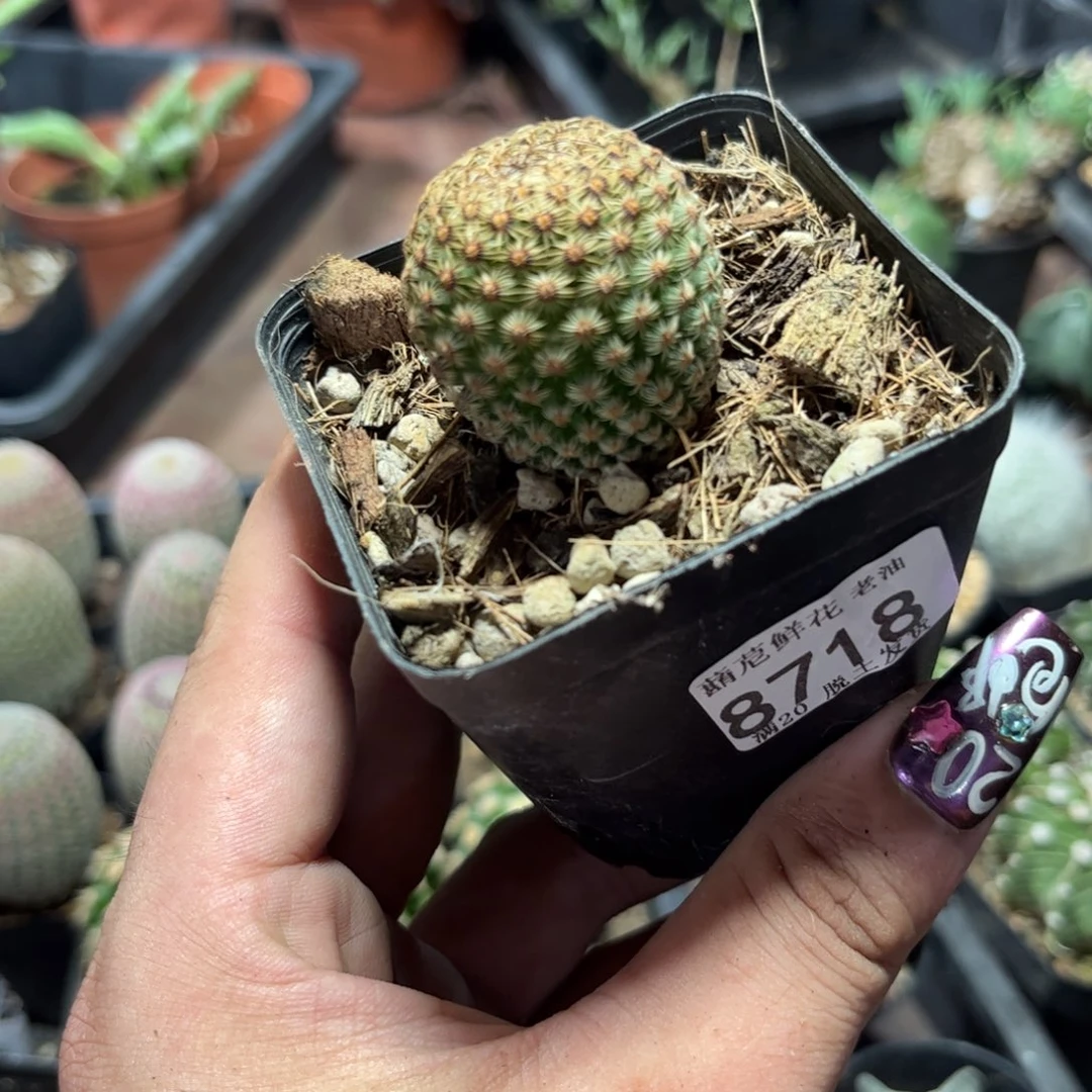 8718一物一拍神惠