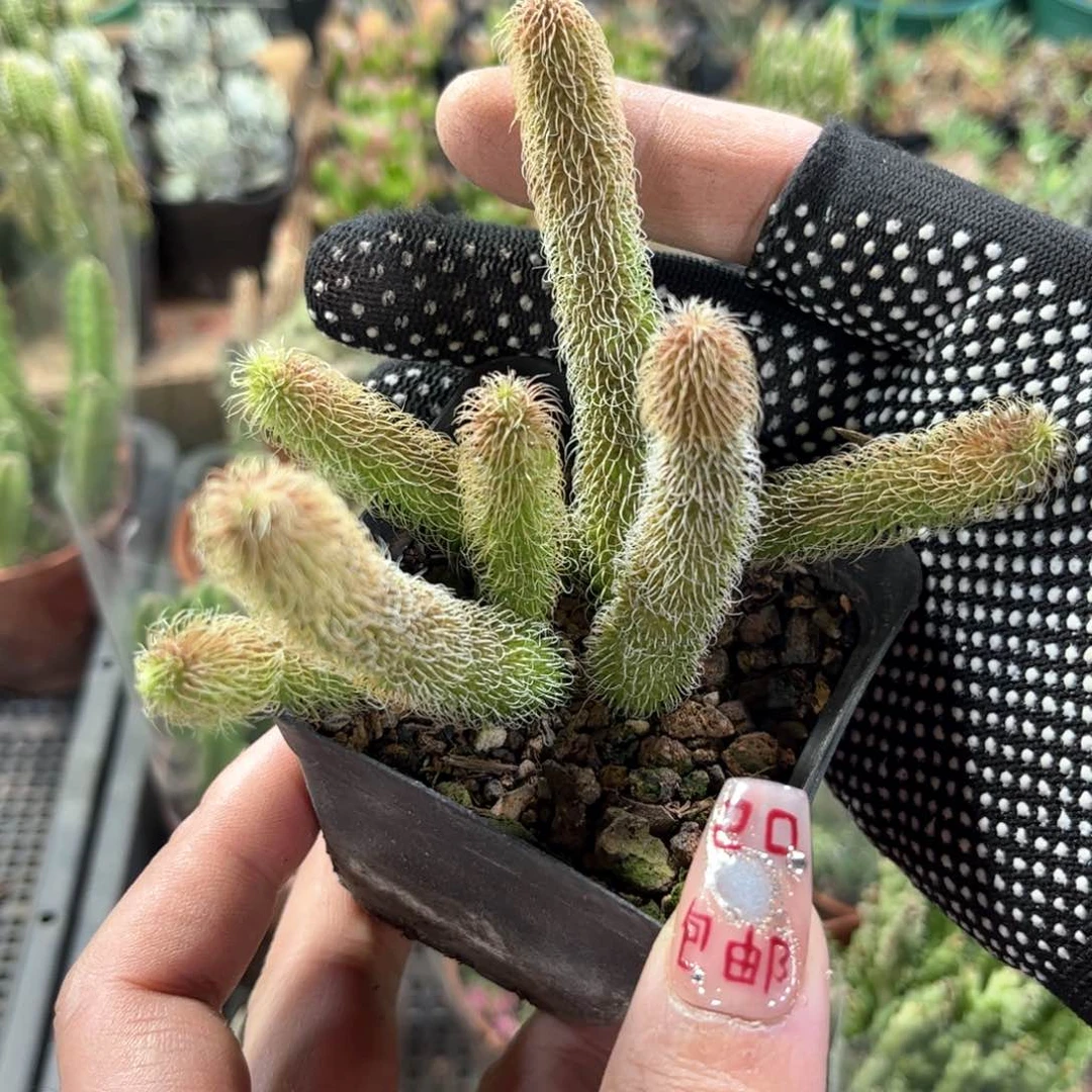 毛绒角单头发货有根发货