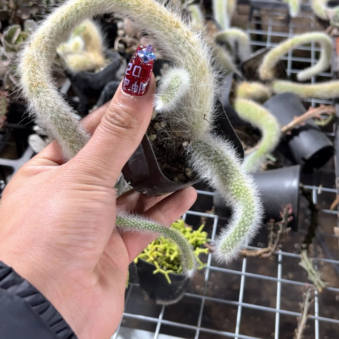 九尾狐单头发货有根发货