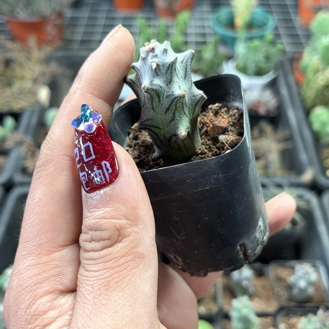 单头普西利菊单头发货