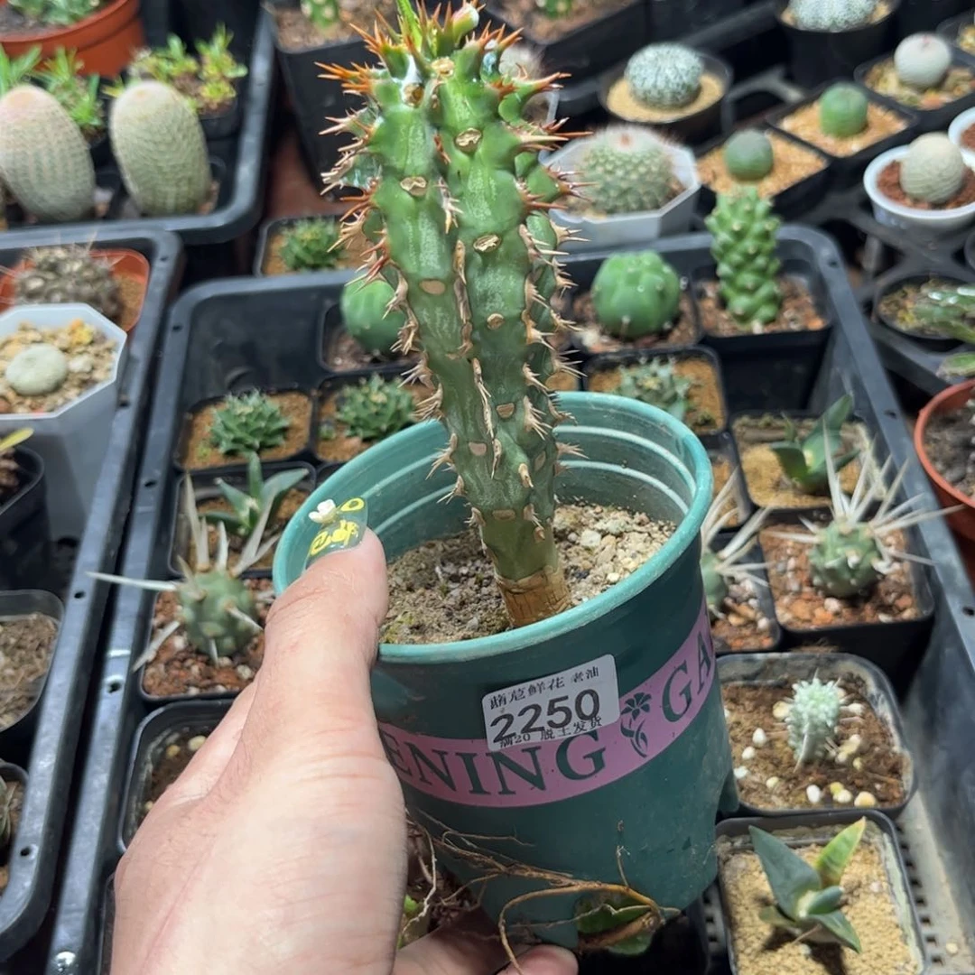 肆**?2250一物一拍单头发货