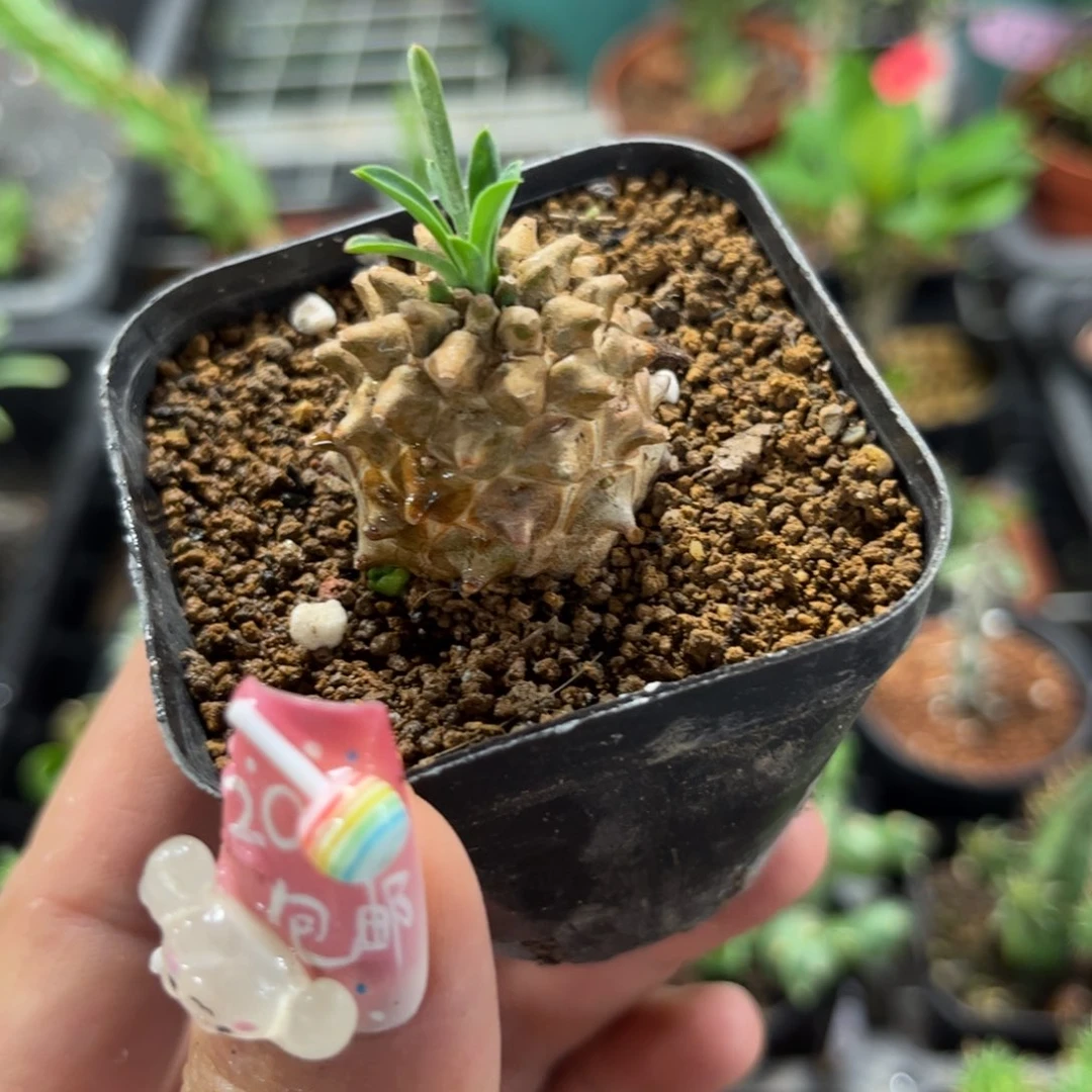 小菠萝峨眉山有根发货有根
