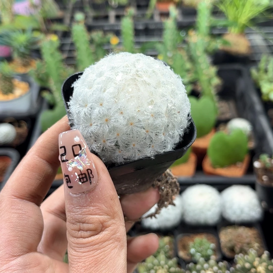 单头实生白星单头发货