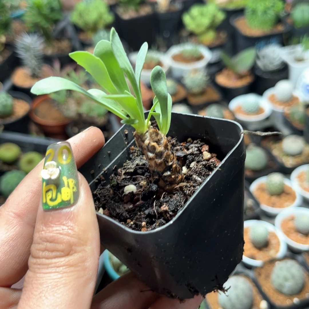 单头发货有根发货有根