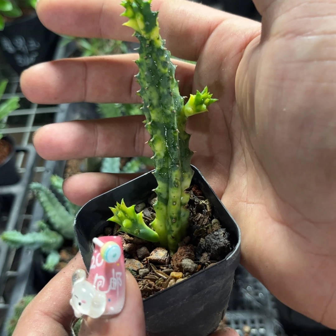 甜甜圈藦萝有根发货吗