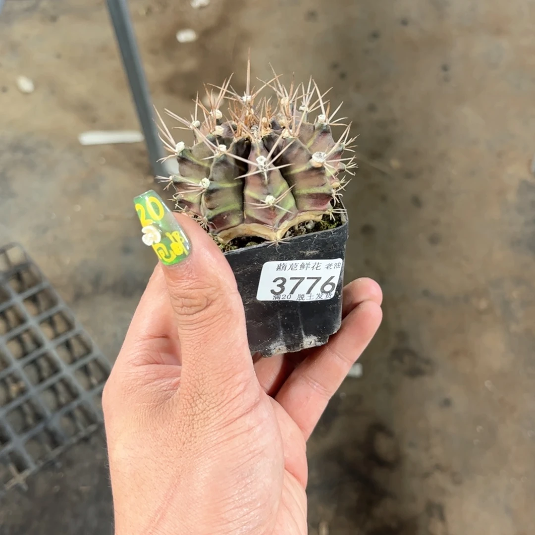 我****！3776一物一拍单头发货