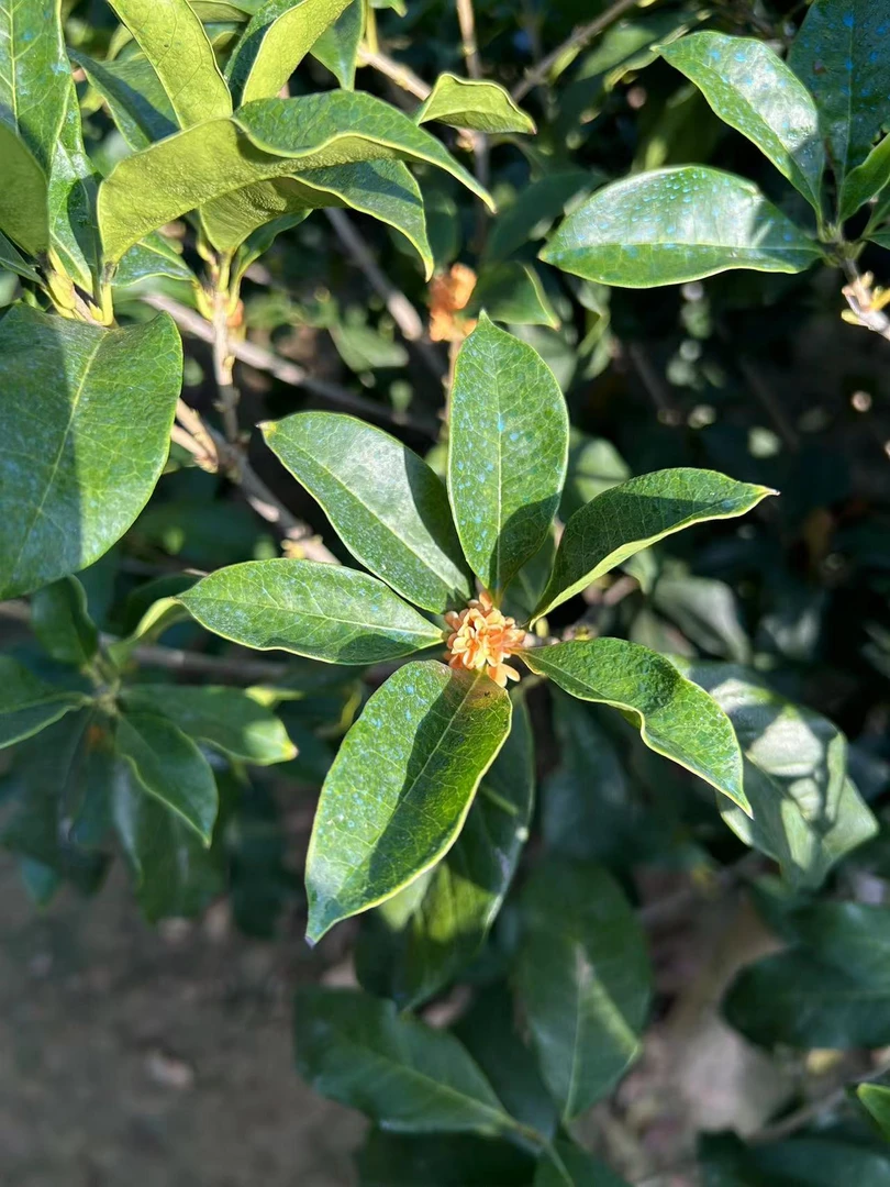 嫁接桂花树苗丹桂金桂四季桂室外庭院当年开花浓香型盆栽地栽树苗