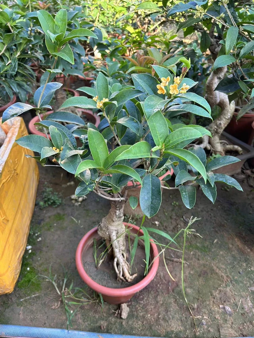 嫁接桂花树苗四季开花浓香型四季桂八月桂阳台庭院室外好养耐寒