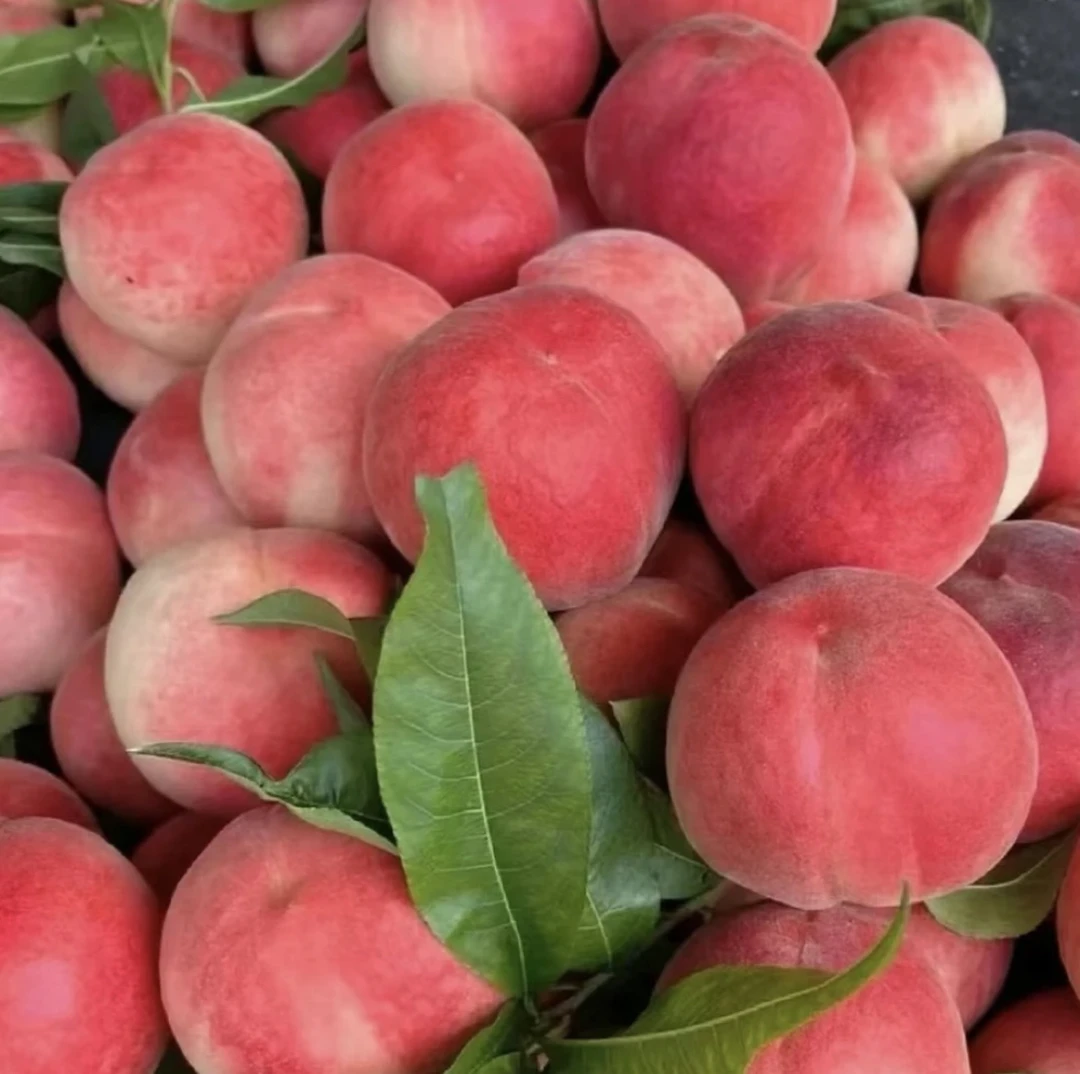 【大姐家】水蜜桃五斤包邮