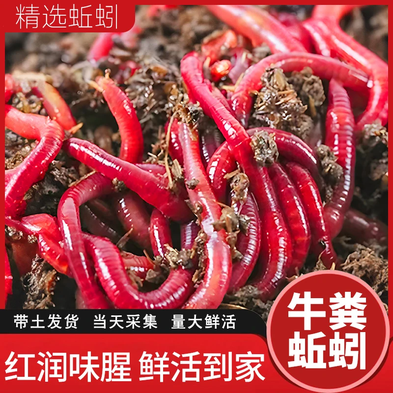 钓鱼蚯蚓活饵大号红蚯蚓土活体盒红虫鱼饵垂钓饵料红虫活饵鲜活虫
