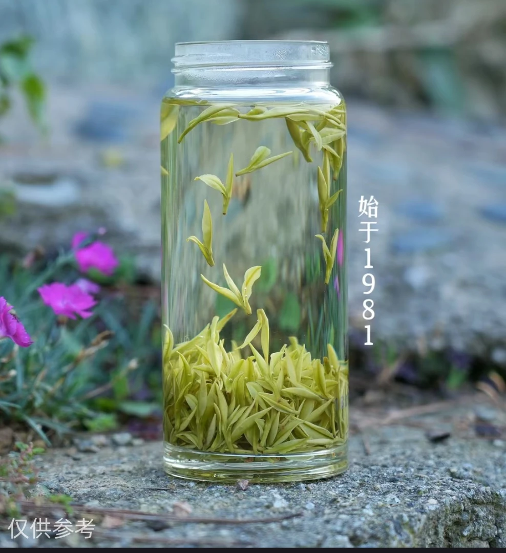 2025年新茶白茶小嫩芽安吉溪龙原产地茶叶头采(2A)高山绿茶白茶