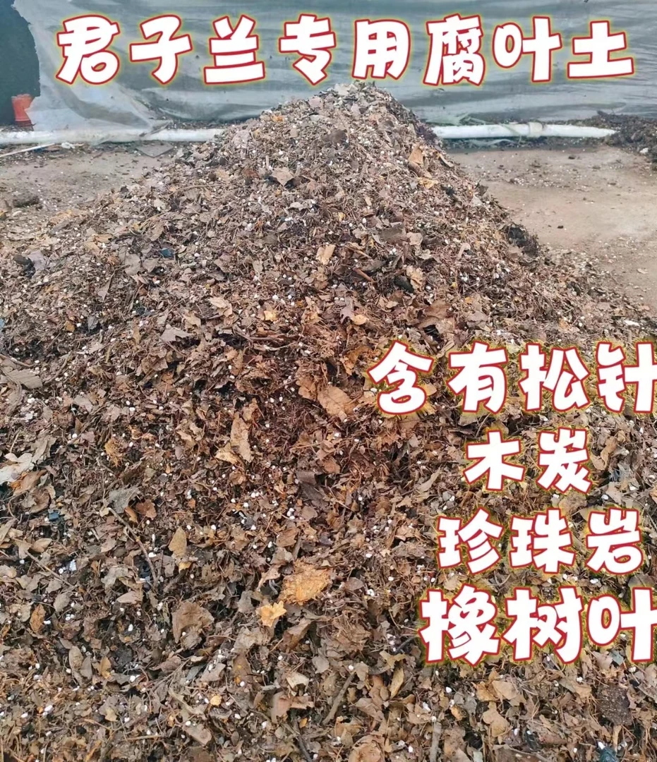 君子兰专用腐叶土