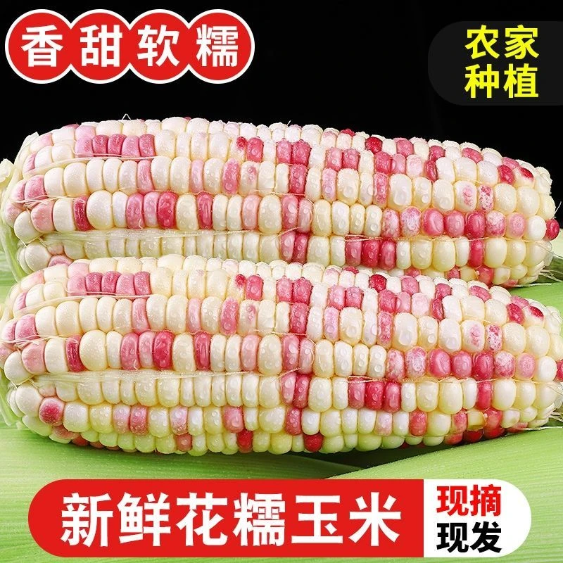 广西生鲜现摘新鲜现发花糯玉米粘黏香彩色甜糯甜糯带壳包谷玉米