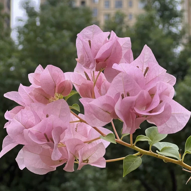 （暗斑丽人）原盆原土发货原生花色鲜艳盆栽