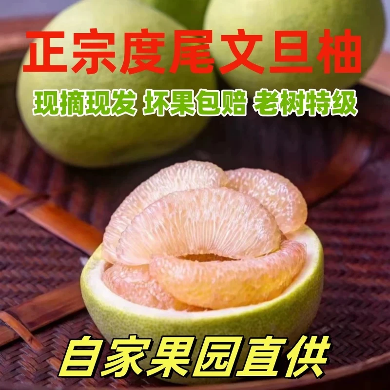 正宗度尾文旦柚35年老树鲜嫩多汁皮薄肉厚精品果园现摘中秋送礼盒