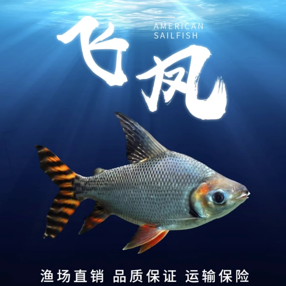 观赏鱼中大型热带鱼龙鱼配鱼直纹飞凤鱼苗活体淡水鱼短身飞凤包邮