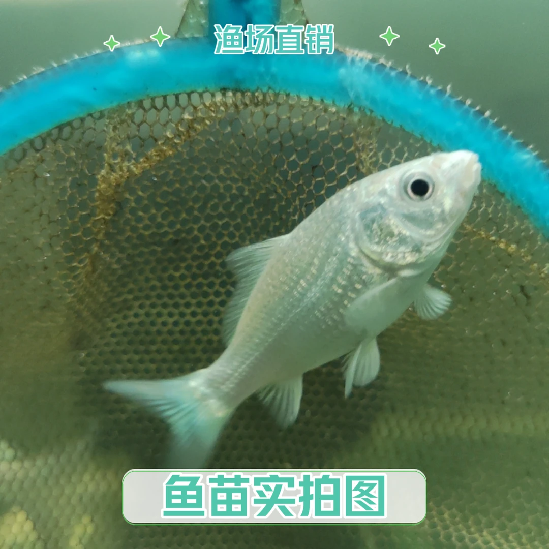 台湾蝴蝶鲤大尾巴淡水鱼耐活好养观赏鱼苗普身短身鱼苗养殖