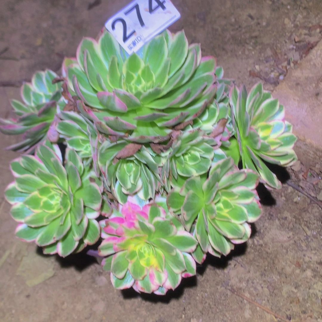 法师多肉植物274